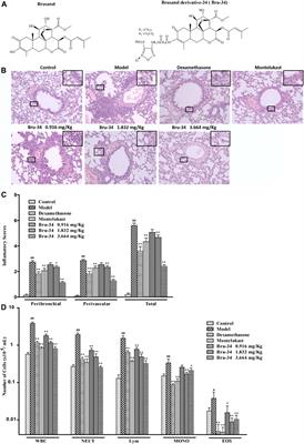 Brusatol Derivative–34 Attenuates Allergic Airway Inflammation Via Inhibition of the Spleen Tyrosine Kinase Pathway